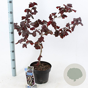 Corylus 'Red Majestic' 60-70 cm 5,0L