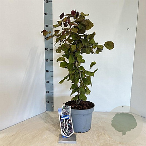 Corylus 'Red Majestic' 60-70 cm 5,0L