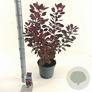 Cotinus cog. 'Royal Purple' 60-80 cm 5,0L