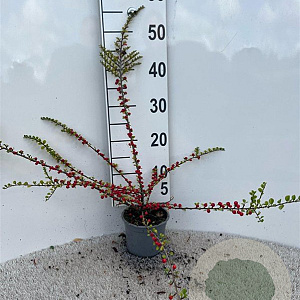 Cotoneaster horizontalis 40-60 cm C1.3
