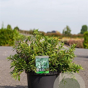 Deutzia gracilis 'Nikko' 40-50 cm 10L