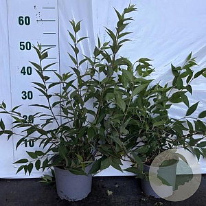 Deutzia rosea 40-60 cm 2,0L