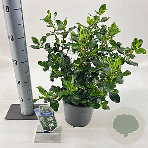 Escallonia 'Iveyi' 30-40 cm 3,0L