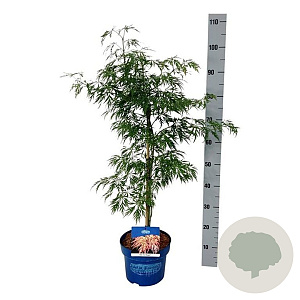 Acer Ice Dragon 50-60 cm 5,0L