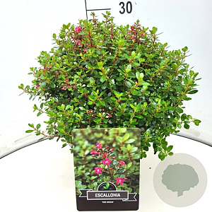 Escallonia 'Red Dream' 30-40 cm 10L