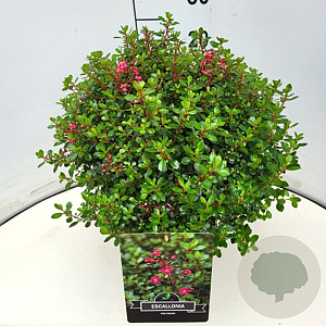Escallonia 'Red Dream' 30-40 cm 10L