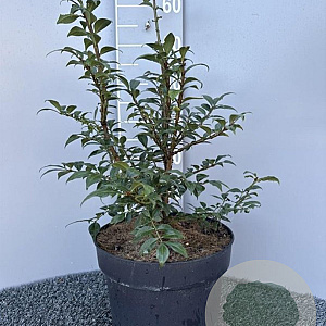 Euonymus alatus 50-60 cm 10L