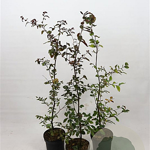 Fagus syl. 'Atropunicea' 100-125 cm 5,0L