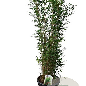 Fargesia 'Jiuzhaigou 1' 125-150 cm 15L