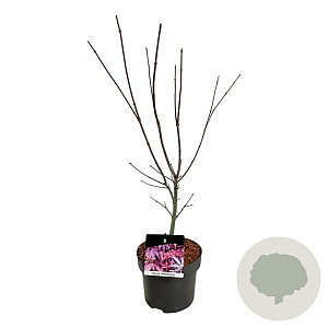 Acer pal. 'Atropurpureum' 50-60 cm 5,0L