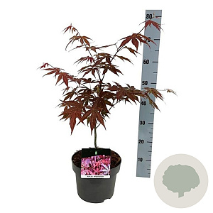 Acer pal. 'Atropurpureum' 50-60 cm 5,0L