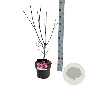 Acer pal. 'Atropurpureum' 50-60 cm 5,0L