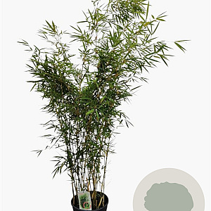 Fargesia robusta 'Campbell' 125-150 cm 15L