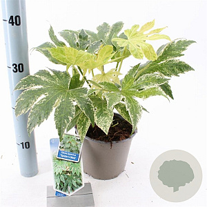 Fatsia japonica 'Spider's Web' 20-30 cm 2,0L
