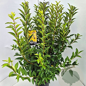 Forsythia int. 'Spectabilis' 80-100 cm 10L