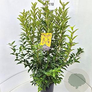 Forsythia int. 'Spectabilis' 100-120 cm 10L