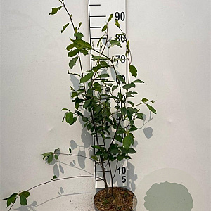 Frangula alnus 60-80 cm 5,0L