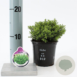 Hebe odora 10-15 cm C1