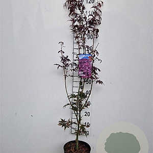 Acer pal. 'Bloodgood' 50-60 cm 5,0L