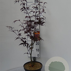 Acer pal. 'Bloodgood' 50-60 cm 5,0L