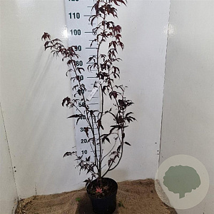 Acer pal. 'Bloodgood' 50-60 cm 5,0L