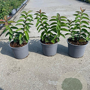 Hypericum calycinum 10-15 cm C1.3