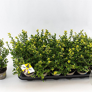 Ilex crenata Dark Green 10-15 cm P9 struik