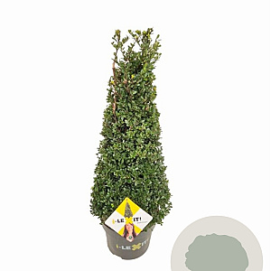 Ilex crenata Dark Green 70-80 cm 10L kegel versgepot