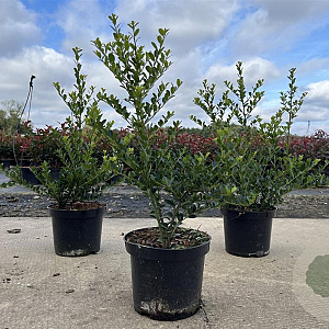 Ilex crenata 'Green Hedge' 30-40 cm 3,0L