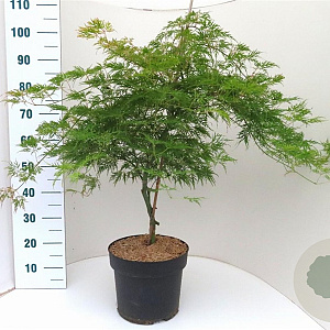 Acer pal. 'Dissectum' 80-100 cm 10L