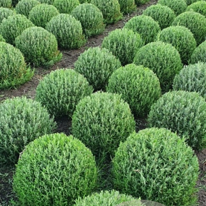 Lavandula ang. 'Munstead' 35-40 cm met kluit bol