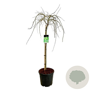 Acer pal. 'Dissectum' 100 cm stam 30L
