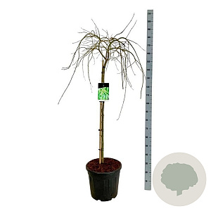 Acer pal. 'Dissectum' 100 cm stam 30L