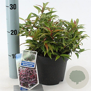Leucothoe keiskei Burning Love 25-30 cm 2,0L