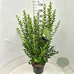 Ligustrum ovalifolium 100-120 cm 10L