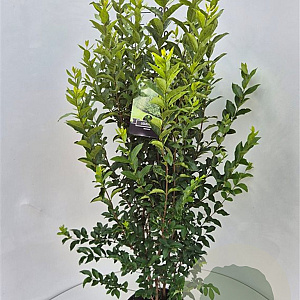 Ligustrum ovalifolium 100-120 cm 10L