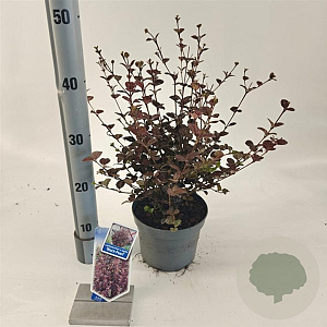 Lophomyrtus ralphii Black Pearl 25-30 cm 2,0L
