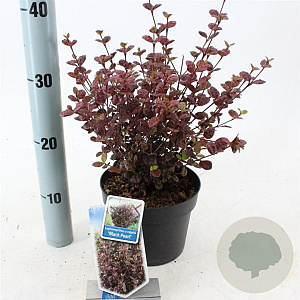 Lophomyrtus ralphii Black Pearl 25-30 cm 2,0L