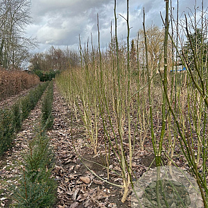 Magnolia kobus 150-175 cm met kluit