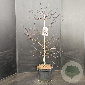 Acer pal. 'Garnet' 80-100 cm 10L