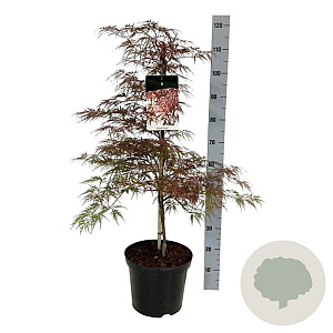 Acer pal. 'Garnet' 80-100 cm 10L