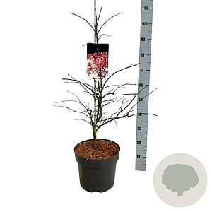 Acer pal. 'Garnet' 80-100 cm 10L