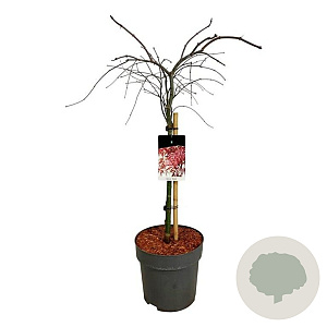Acer pal. 'Garnet' 60 cm stam 15L