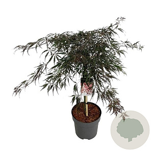 Acer pal. 'Garnet' 60 cm stam 15L