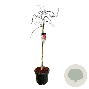 Acer pal. 'Garnet' 100 cm stam 30L