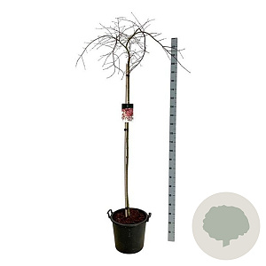 Acer pal. 'Garnet' 160 cm stam 30L