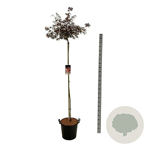 Acer pal. 'Garnet' 160 cm stam 30L