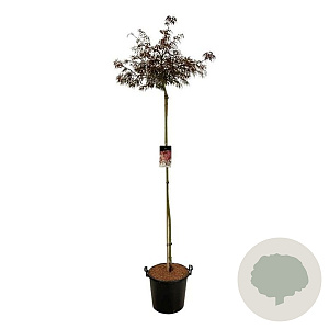Acer pal. 'Garnet' 160 cm stam 30L