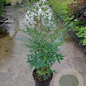 Nandina domestica 60-80 cm 7,5L
