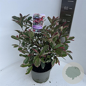 Photinia fraseri Pink Marble 40-50 cm 5,0L